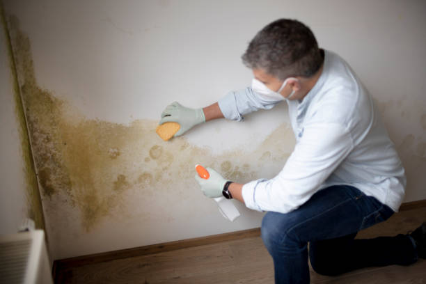 Best Crawl Space Mold Remediation  in Frazeysburg, OH