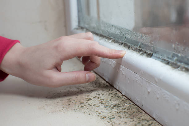 Dehumidification Services in Frazeysburg, OH